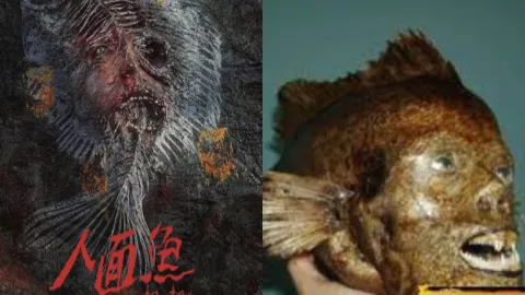 台湾人头鱼事件