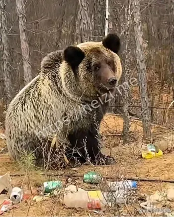 大兴安岭偶遇棕熊